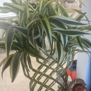 Green and Cream Decorative Plant